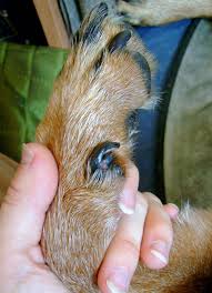 Check spelling or type a new query. How To Get A Dogs Nail To Stop Bleeding Arxiusarquitectura