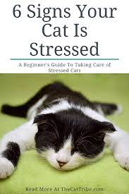 6 Signs Your Cat Is Stressed 3 Is A Shock The Cat Tribe Cat Life Hacks Training A Kitten Cats
