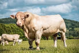 Here's a list of translations. Bull Scrotal Circumference Alabama Cooperative Extension System