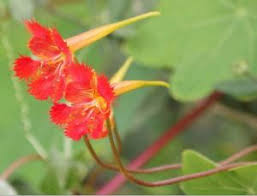 Image result for Toddaliopsis