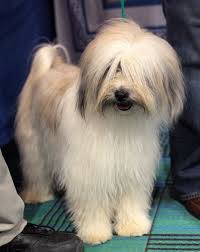 Looking for name ideas for your female dog? Chinese Dog Name Ideas Pethelpful