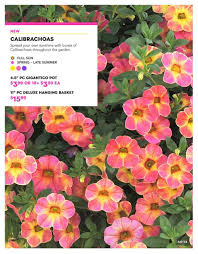 Check spelling or type a new query. Pc Garden Centre Flyer May 19 To June 16