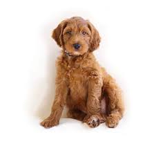 Click here to view our available puppies! Sunshine Acres Sunshine Acres Goldendoodles An Experienced Goldendoodle Breeder Of Goldendoodle Puppies For Sale