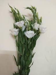 Grown from a bulb, the amaryllis originated in the tropical rainforests of africa and south america and is now available in white, pale yellow, pale green, pink, salmon and red. All Types Of Fresh Cut Flowers Dealer Home Facebook