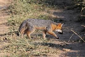 Image result for Greyiaceae