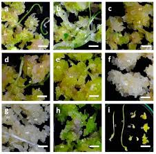 Image result for Faroa involucrata