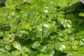 Image result for Marsilea vera