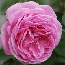 It has the classic scent of rose and is used in the perfume industry. Bourbonrose Louise Odier Online Kaufen