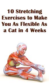 #stretching #contortionist #stretches #flexiblegirl #flexible #flexibility ☆official network channel☆ subscribe: 10 Stretching Exercises To Make You As Flexible As A Cat In 4 Weeks Stretching Exercises Exercise Health Fitness