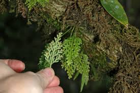 Image result for Asplenium theciferum