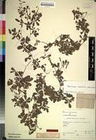 Image result for Tephrosia radicans