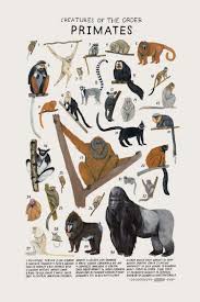 Animal Illustrations Animal Groups Kelsey Oseid Animal Drawings Animal Posters Animal Illustration