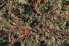 Image result for Corrigiola