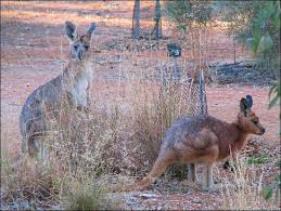 Pin By Someguy In Vegas On Mammals Animals Mammals Unique Animals