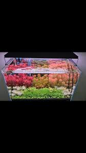 Image result for Nesaea pedroi