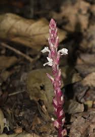 Image result for Striga gesnerioides