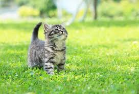 For example, kittens born on the streets and having to fight for a meal, along with what they actually got to. Animal Hair Allergy Ecarf