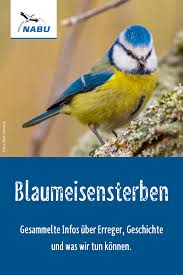 Meisensterben Erreger Geschichte Und Betroffene Arten Nabu Meise Artenschutz Vogel Im Garten