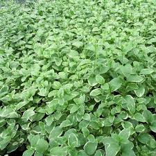 Image result for Vinca major