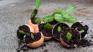 Esta familia es originaria de américa. Como Reproducir El Cactus De Navidad Agroempresario Com