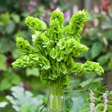 Image result for Moluccella