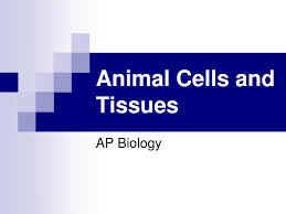 Maybe you would like to learn more about one of these? Ppt Animal Cells And Tissues Powerpoint Presentation Free Download Id 5639762