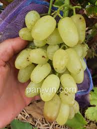 Кишмиш Ириска — pan-vin.com