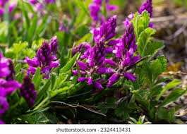 Image result for Polygalaceae