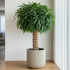 Image result for pachira obrázek