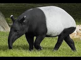 Malayan Tapir Nesli Tukenme Tehlikesiyle Karsi Karsiya Hayvanlar Hayvanlar Alemi Doga