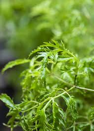 Image result for Polyscias fruticosa