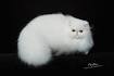 Buy Persian Cat For Sale Online in Mumbai | Persian ...