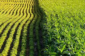 But an extensive examination by the new york times indicates that the debate has missed a more basic problem — genetic modification in the united. Largest Ever Study Reveals Environmental Impact Of Genetically Modified Crops Uva Today