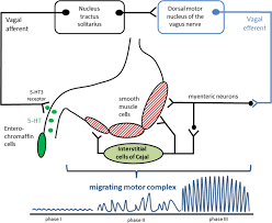 But if those don't come, then a pacemaker cell will simply launch its own and that action potential will then. Gastric Dysmotility In Parkinson S Disease Is Not Caused By Alterations Of The Gastric Pacemaker Cells Npj Parkinson S Disease X Mol