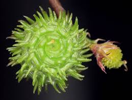 Image result for Medicago laciniata