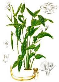 Image result for Maranta arundinacea
