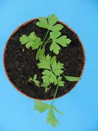 Image result for Petroselinum