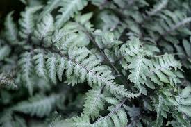 Image result for Athyrium schimperi