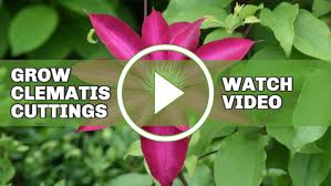 Check spelling or type a new query. How To Grow Clematis From Cuttings Empress Of Dirt