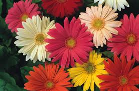 Image result for Gerbera jamesonii