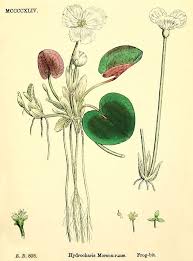 Image result for Hydrocharitaceae