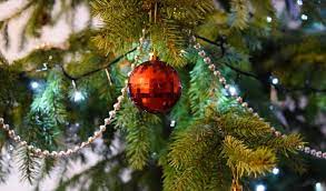 Set your tree up on your tree stand and place the tree indoors where you would like to decorate. Fresh Cut Christmas Tree Care Fraser Firs Sugar Water Once Tree Stands