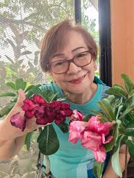 Desert rose blooming after rain in Lahore