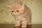 Exotic Shorthair Kittens For Sale by Reputable Breeders ...