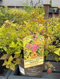 Image result for spirea japonica gold princess