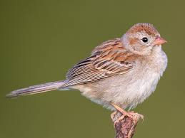 Image result for Nidorella spartioides