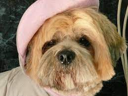 Pearl (yellow labrador) has, what most people would say, an amazing coat. Posh Pets Grooming Encinitas Petslover
