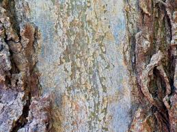 Image result for Eucalyptus tereticornis