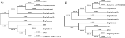 Accurate Differentiation Of Escherichia Coli And Shigella Serogroups Challenges And Strategies Sciencedirect