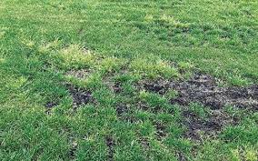 Image result for Poa